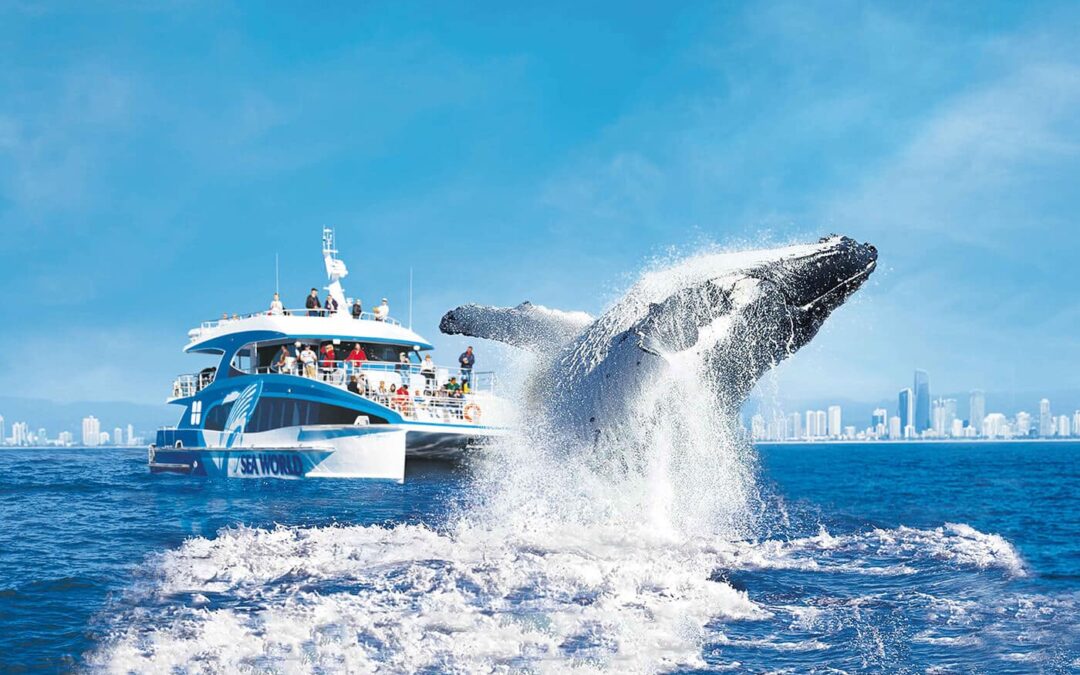 A humpback whale breaches near a Sea World cruise boat during whale watching Gold Coast season, with city skyline visible in the background under clear blue skies.