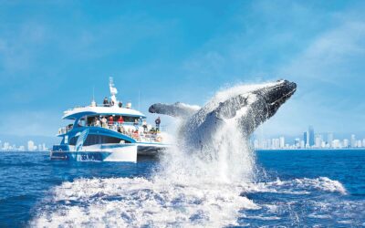 Catch the Whale Watching Gold Coast Craze Before It Ends!