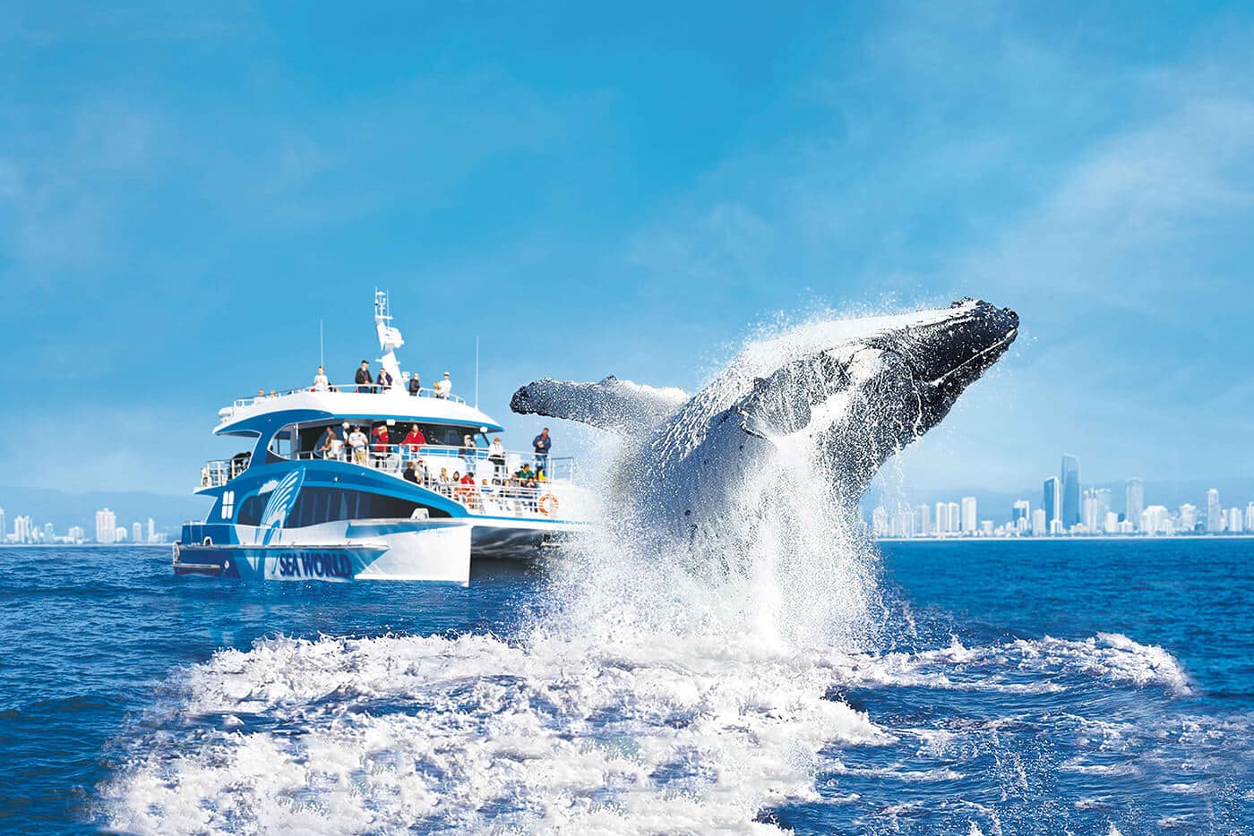 A humpback whale breaches near a Sea World cruise boat during whale watching Gold Coast season, with city skyline visible in the background under clear blue skies.