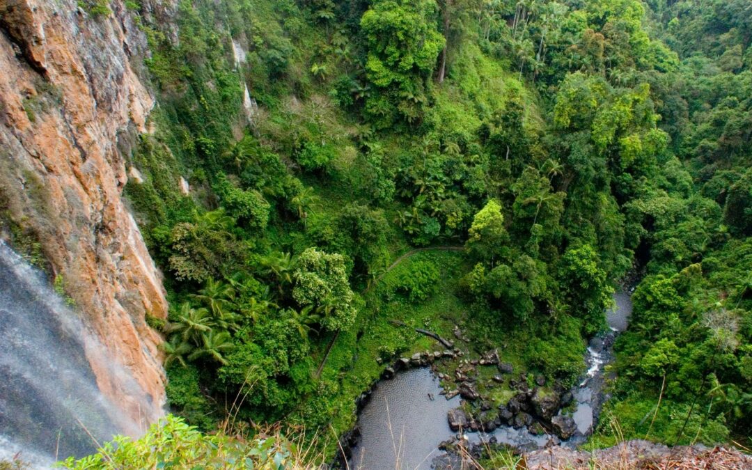 A Springbrook waterfalls day from Burleigh: Purling Brook, the Natural Bridge and the mountain road home